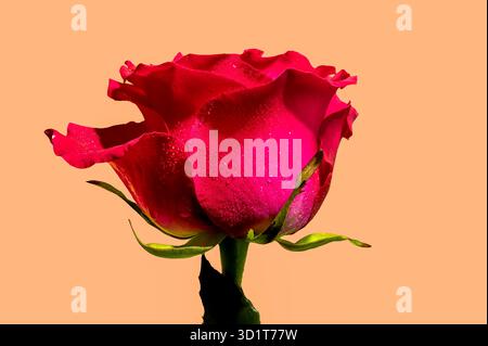 Rosa di tè rosso su sfondo giallo Foto Stock