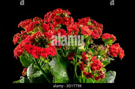 Fiori rossi Kalanchoe su sfondo nero Foto Stock
