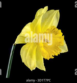Daffodil giallo su sfondo nero Foto Stock