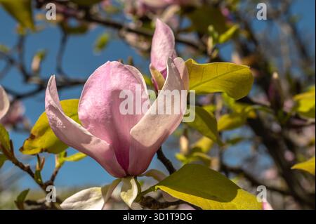 Fiori e piante primaverili in un giardino botanico Foto Stock