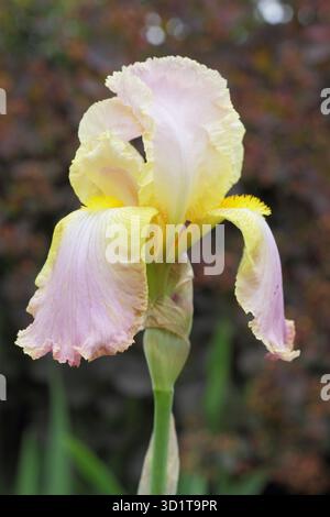 Iris Chantilly con barba alta, fiori rosa pallido in tarda primavera, inizio estate Foto Stock