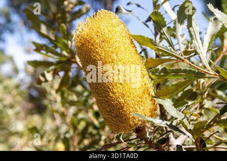 A Banksia Media fiorente a Kings Park e Botanic Garden, Perth, Australia Occidentale, WA, Australia Foto Stock