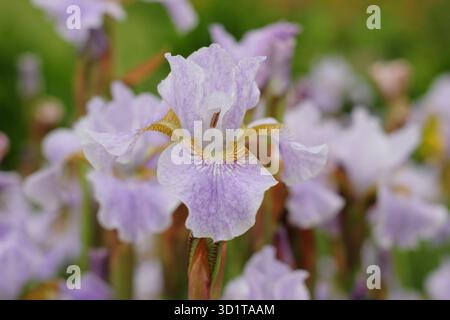 Iride siberiana Lavendelturm. Lilla pallida e petali gialli dell'Iris sibirica Lavendelturm. Foto Stock