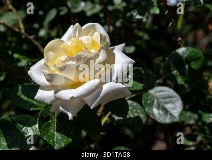 Rosa bianca in fiore su sfondo verde Foto Stock