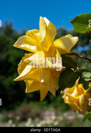 Rosa gialla in fiore su sfondo verde Foto Stock