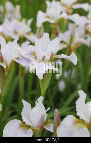 Iris siberiano Berliner Overture fiorita a fine primavera - maggio. Iris sibirica Berliner Overture. Perenne. lunga fioritura Foto Stock
