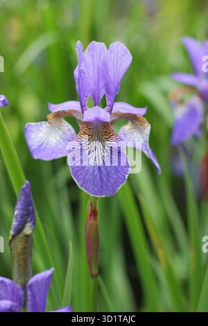 Notte tropicale dell'Iris siberiano. Iris sibirica Tropic Night. Fiori blu con segni gialli. Foto Stock