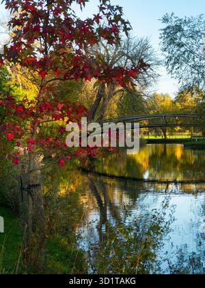Scenario autunnale sul fiume Cherwell, Oxford. Questo ponte pedonale tubolare a capriata sul fiume Cherwell è stato appena costruito. Fa parte della mia passeggiata preferita a Oxford, in Inghilterra; inizia dal fiume Tamigi, appena a monte del Folly Bridge, si snoda su uno dei suoi affluenti, il fiume Cherwell, circonda Christ Church Meadows e comprende anche i giardini botanici, il Merton College e il Deadman's Walk. E' una bella passeggiata in qualsiasi periodo dell'anno, ma soprattutto se impreziosita dai colori autunnali - come qui. Foto Stock