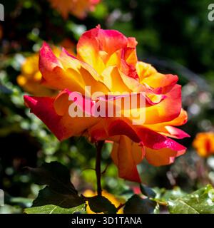 Rosa arancione in fiore su sfondo verde Foto Stock