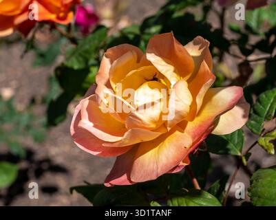Rosa arancione in fiore su sfondo verde Foto Stock