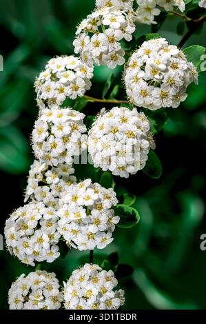 Fiori di spirea bianchi in fiore su sfondo verde Foto Stock