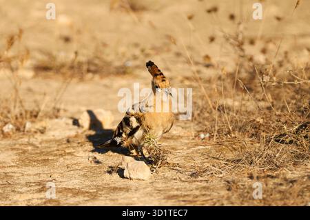 Un hoopoe eurasiatico (Upupa epops) sul terreno a Formentera (Isole Pityusic, Isole Baleari, Mar Mediterraneo, Spagna, Europa) Foto Stock