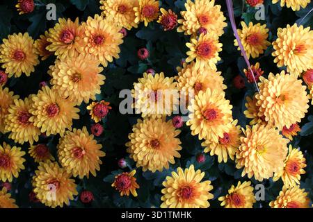 Gruppi di crisantemi indiani gialli (Chrysanthemum indicum) con centri rosa. Foto Stock