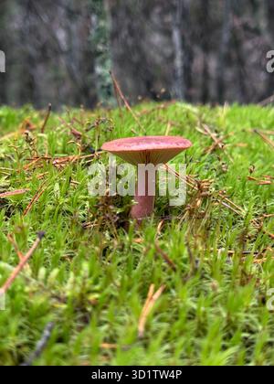Un Lactarius deliciosus che cresce nel muschio verde. In una pineta. Raccolta di funghi autunnali. Foto Stock