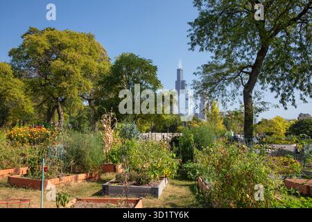 Chicago, Illinois - la Willis Tower (originariamente Sears Tower), l'edificio più alto di Chicago, fotografata dalla Taylor Street Farms, una comunità Foto Stock
