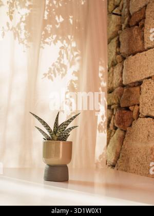 Zebra Haworthia in Green Pot su White Table, Stone Wall e tende da patio illuminate dal sole con ombre floreali Foto Stock