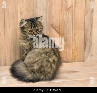 Gatto giovane, gattino (britannico Longhair) su sfondo di legno Foto Stock