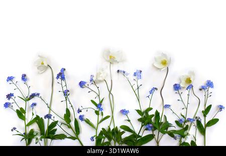 Anemone di fiori bianchi e fiori blu dimentica il mio non su sfondo bianco con spazio per il testo. Vista dall'alto, disposizione piatta Foto Stock
