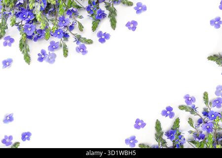 Bouquet di fiori blu speedwell ( Veronica chamaedrys, il germander speedwell, o occhi di gatto ) su sfondo bianco con spazio per il testo. Vista dall'alto Foto Stock