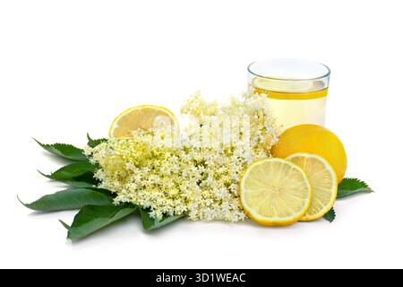 Fiori di sambuco con limone e tè in vetro su sfondo bianco con spazio per il testo. Nomi comuni: anziano, sambuco, anziano nero, nero europeo Foto Stock
