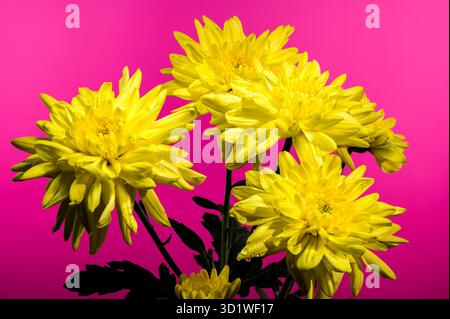 Crisanthemum Amour giallo su sfondo rosa Foto Stock