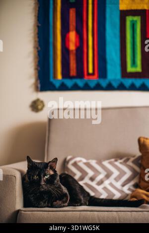 Gatto nero salvato con cicatrici appoggiato su un divano in un accogliente soggiorno con pareti artistiche colorate. Foto Stock