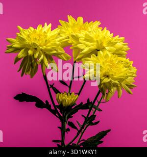 Crisanthemum Amour giallo su sfondo rosa Foto Stock