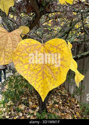 Bellissime foglie gialle a forma di cuore con vene, ON e albero di Redbud orientale in autunno. Foto Stock