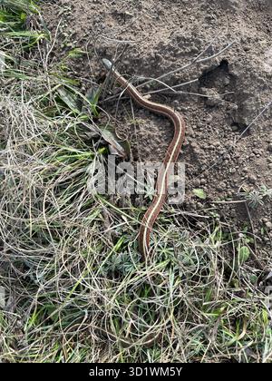 Un serpente giarrettiera comune, sulla costa di Sonoma in California. Foto Stock