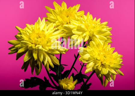 Crisanthemum Amour giallo su sfondo rosa Foto Stock