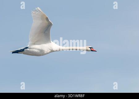 Cigno in volo blue sky (Cygnus olor) Foto Stock