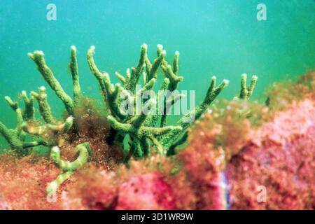 Spugna di acqua dolce (Spongilla lacustris) Spongillidae acqua dolce subacquea Foto Stock
