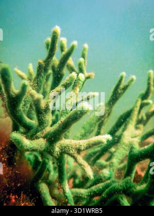 Spugna di acqua dolce (Spongilla lacustris) Spongillidae acqua dolce subacquea Foto Stock