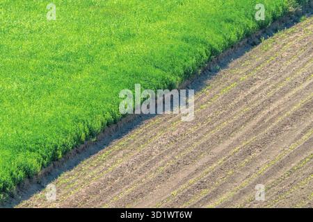 Giovani semenzali di grano che crescono in un campo Foto Stock