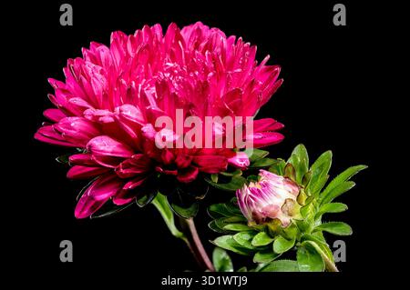aster Lady Coral rosso fiorente su sfondo nero Foto Stock