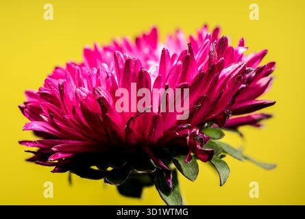 aster Lady Coral rosso in fiore su sfondo giallo Foto Stock