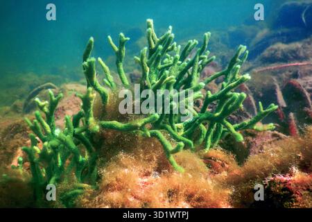 Spugna di acqua dolce (Spongilla lacustris) Spongillidae acqua dolce subacquea Foto Stock