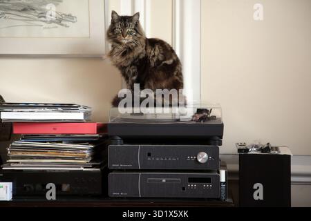 Long Fur Tabby Tom Cat seduto in cima al record Player Surrey England Foto Stock