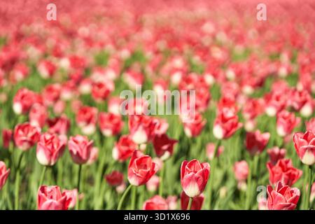 Letto di tulipano. Giardino di fondo. Parco con molti fiori Foto Stock