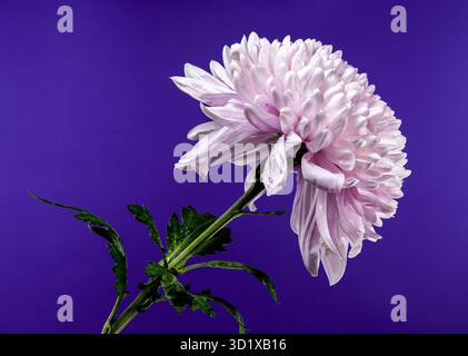 Rossano color crisantemo rosa scuro su sfondo viola Foto Stock