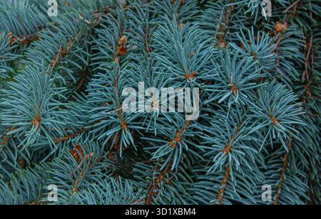 Rami ravvicinati di una conifera. Abete rosso blu. Sfondo texture natura. Foto Stock