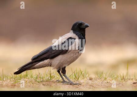 Il corvo incappucciato (Corvus cornix), chiamato anche colloquialmente solo felpa con cappuccio, è una specie di uccelli eurasiatici del genere Corvus. Foto Stock
