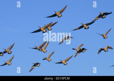 Oche in volo Foto Stock