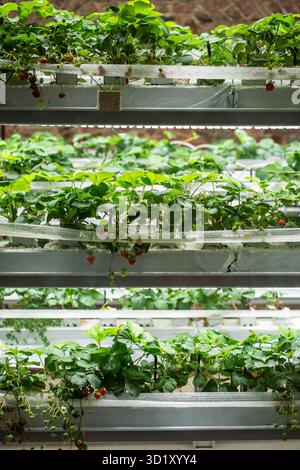Rack per la coltivazione di fragole in serra mediante irrigazione a goccia. Mini-azienda agricola per la coltivazione di fragole al chiuso in substrato artificiale. Industriale per Foto Stock