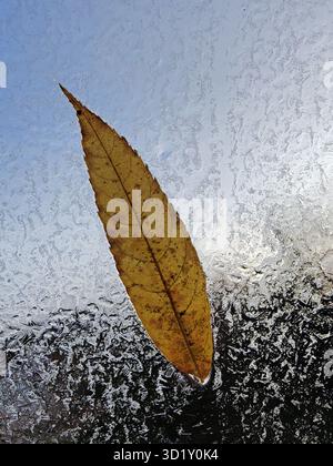 Una foglia d'autunno traslucida sulla finestra con fiori di gelo, autunno, Witten, Germania, Europa Foto Stock