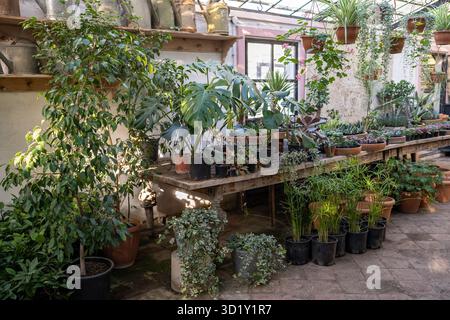 Negozio privato, centro giardino, negozio di piante d'casa decorative, fiori, pentole. Piante in vaso in piedi su scaffali e appese al soffitto. Comoda postazione di lavoro Foto Stock