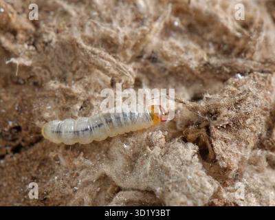 Larva della falena delle api (Aphomia sociella) che cammina su bozzoli larvali setosi in un vecchio nido di bumblebee (Bombus hypnorum) all'interno di una scatola di nido di uccelli, Regno Unito. Foto Stock