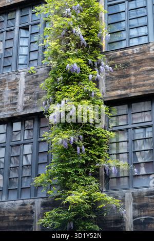 Edificio in legno con glicari decorativi verticali con fiori colorati che crescono sulla facciata Foto Stock