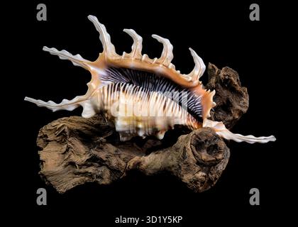 Scorpion Conch Shell su sfondo nero legno Foto Stock