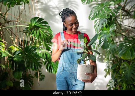 Allegra donna afroamericana giardiniere che tiene in vaso ficus pianta sorridente risultato di crescita felice. Foto Stock